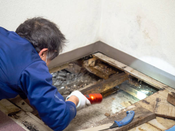 Best Mold Removal Process  in Bozeman, MT