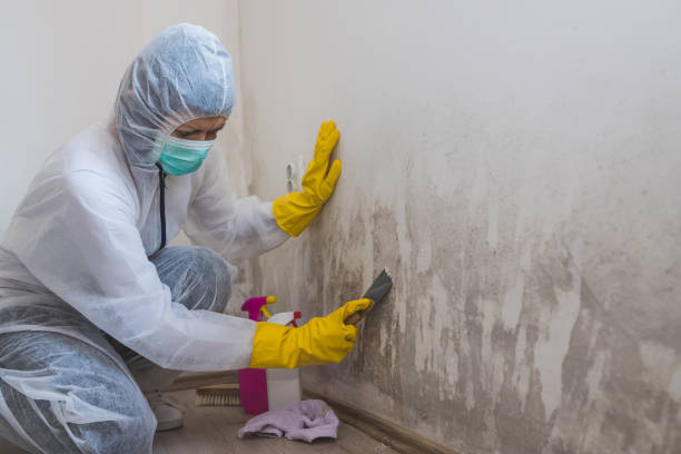 Best Mold Damage Repair  in Bozeman, MT
