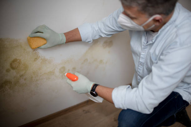 Best Attic Mold Removal  in Bozeman, MT