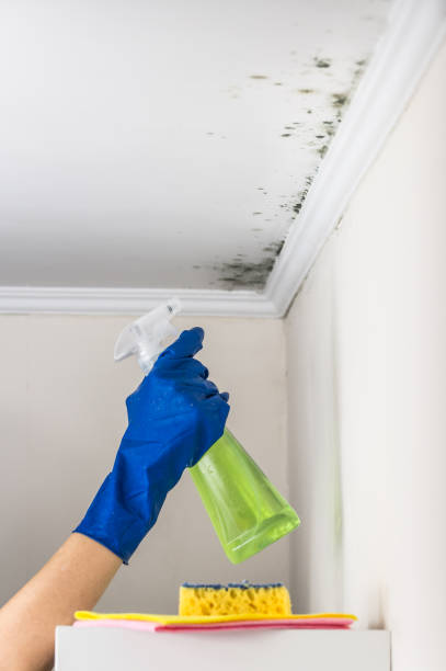 Best Local Mold Removal Service  in Bozeman, MT