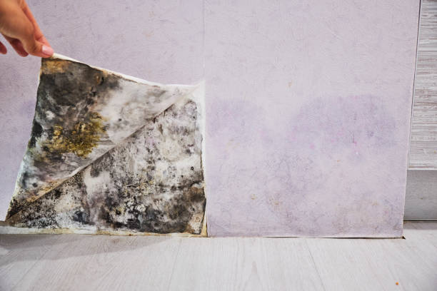 Best Home Mold Removal  in Bozeman, MT